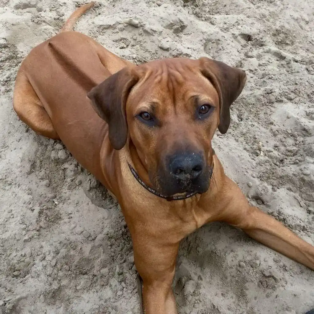 Rhodesian Ridgeback foto 3