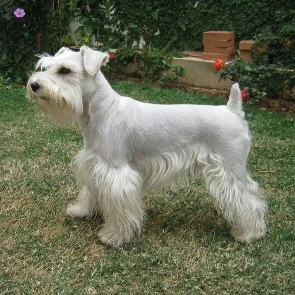 Razas Medianas - cachorro 3
