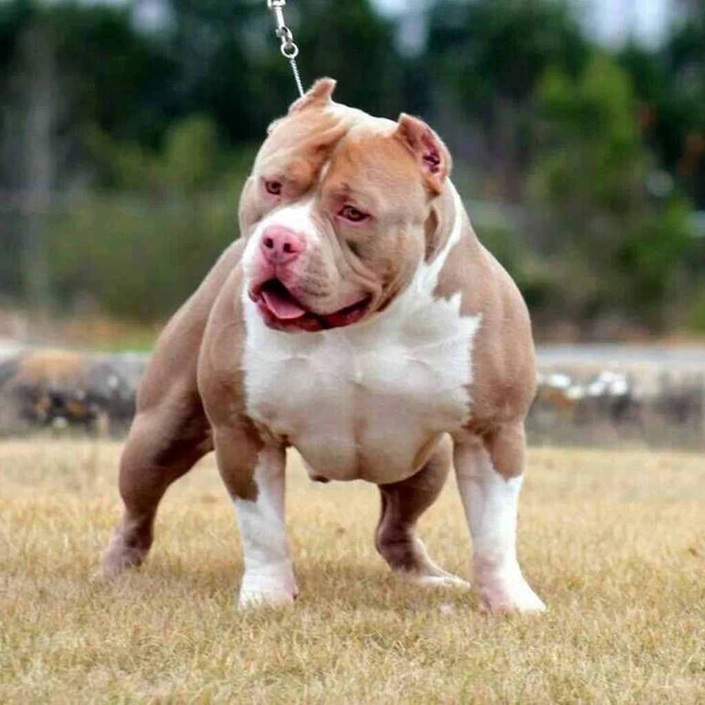 Cachorro de American Bully