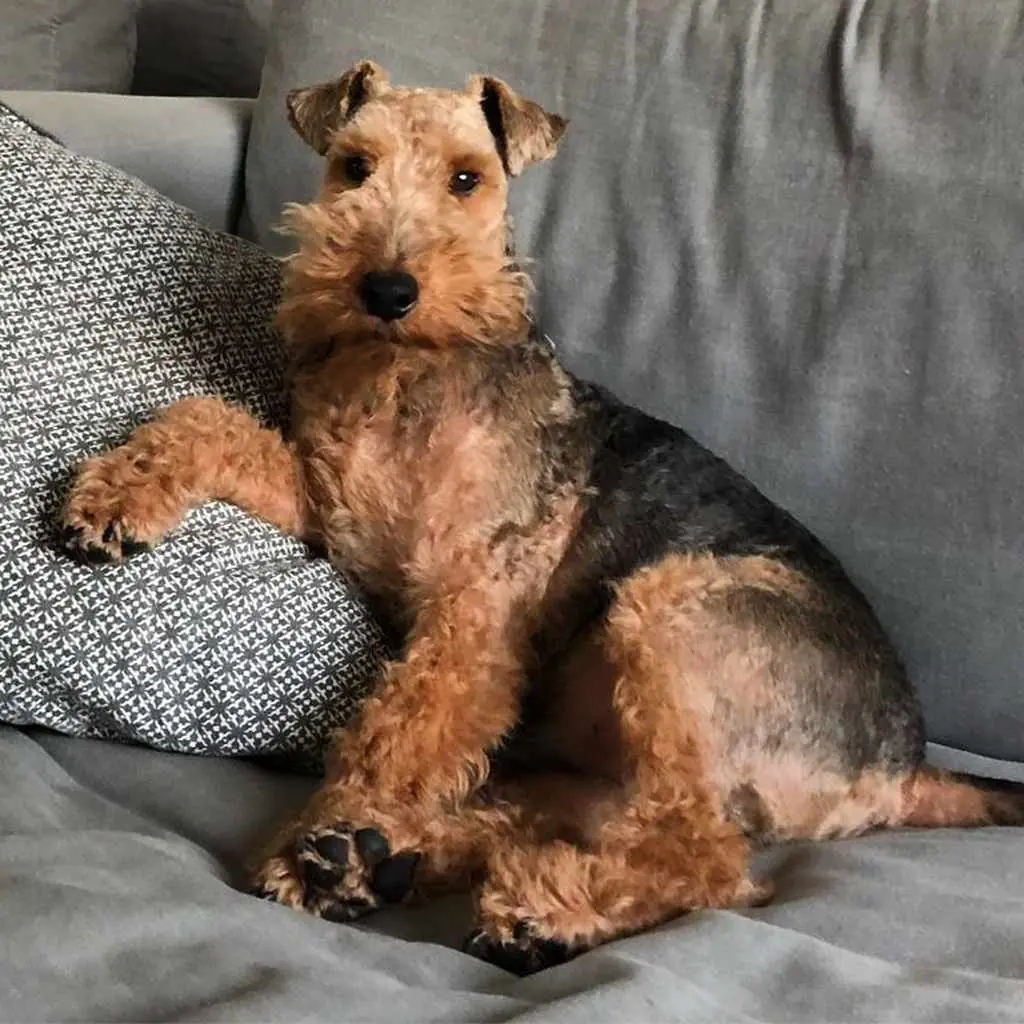 Airedale Terrier foto 6