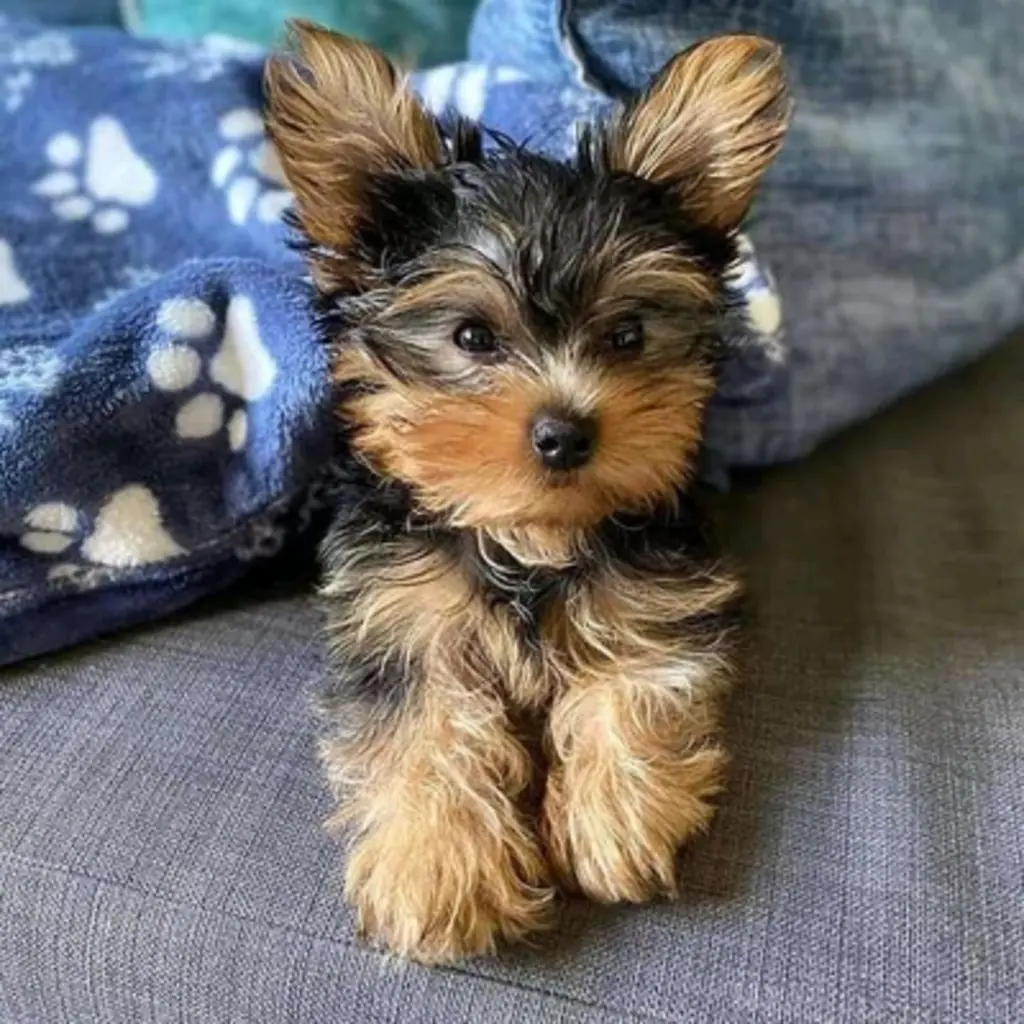 Yorkshire Terrier foto 6