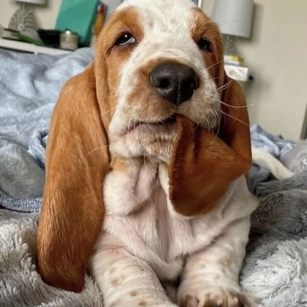 Basset Hound foto 2