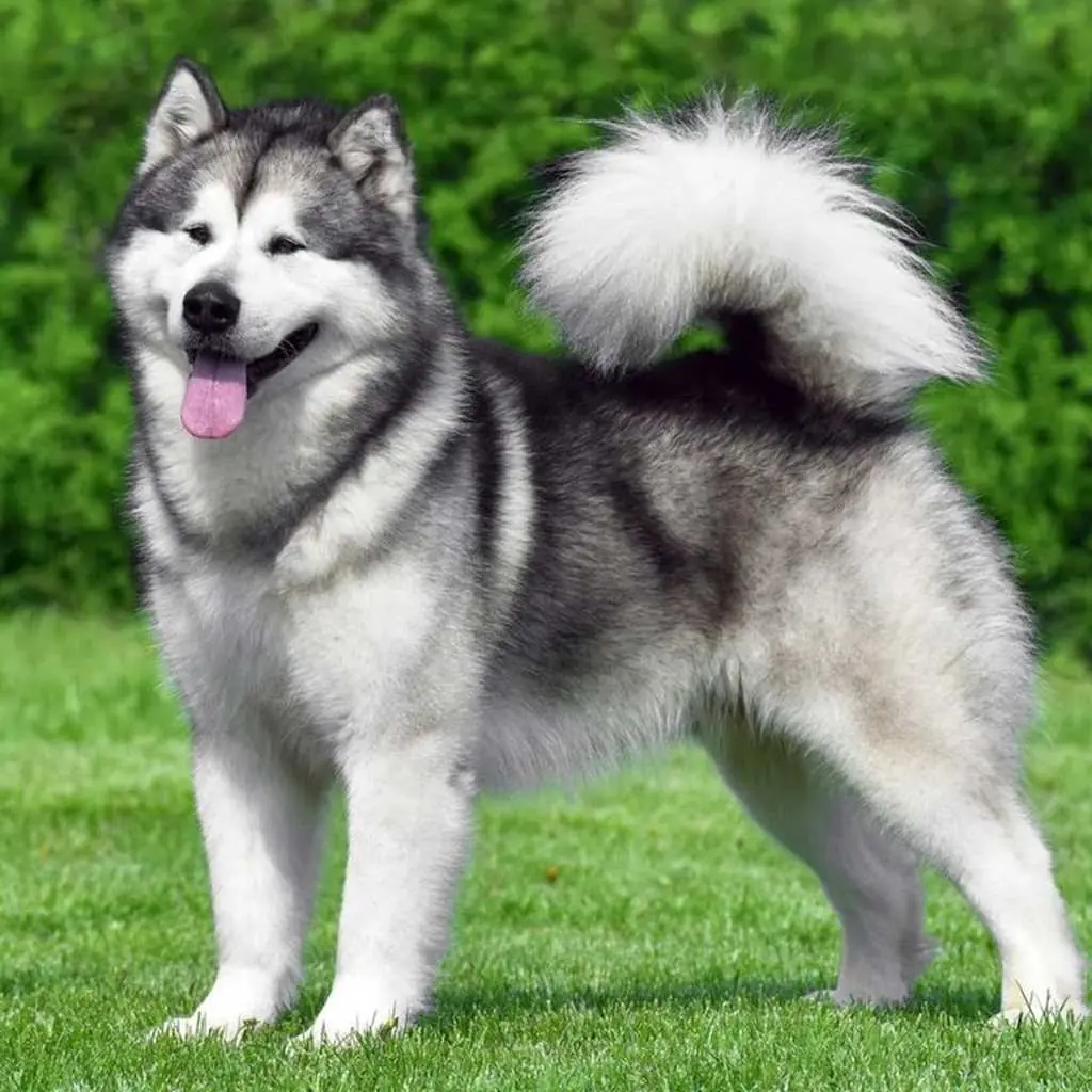 Alaskan Malamute foto 5