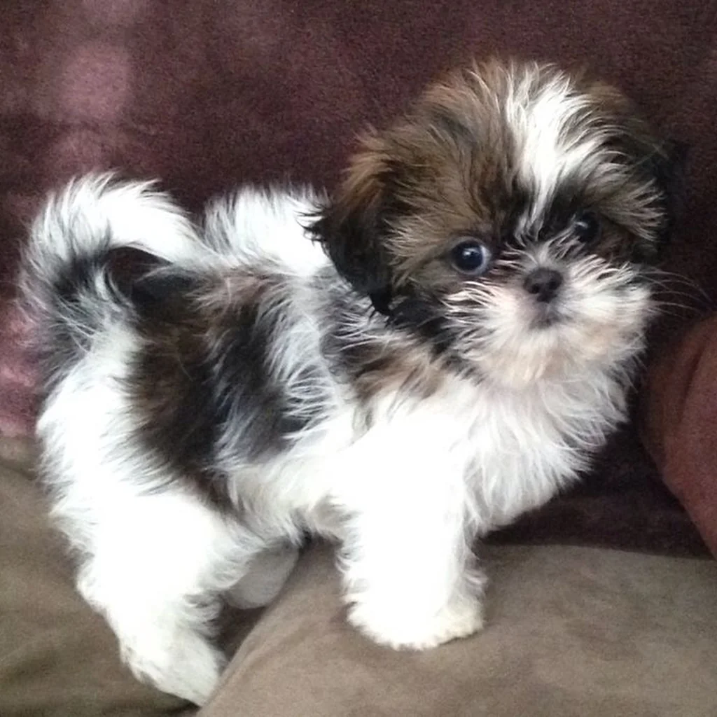 Shih Tzu foto 5