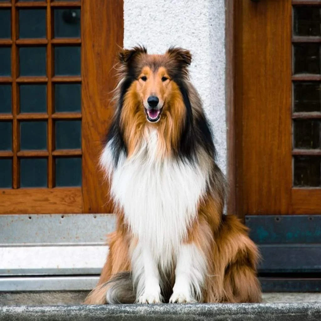 Pastor Collie foto 6