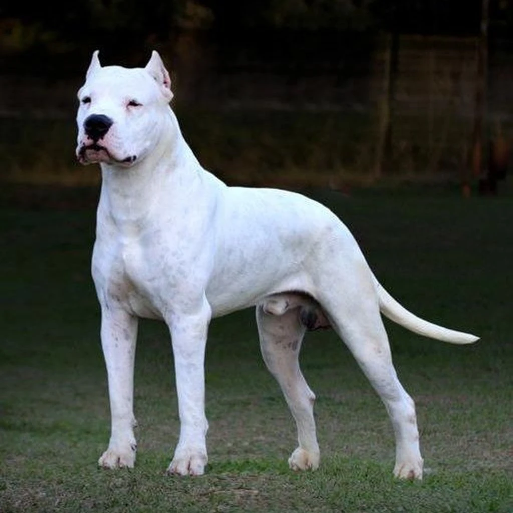 Dogo Argentino foto 3