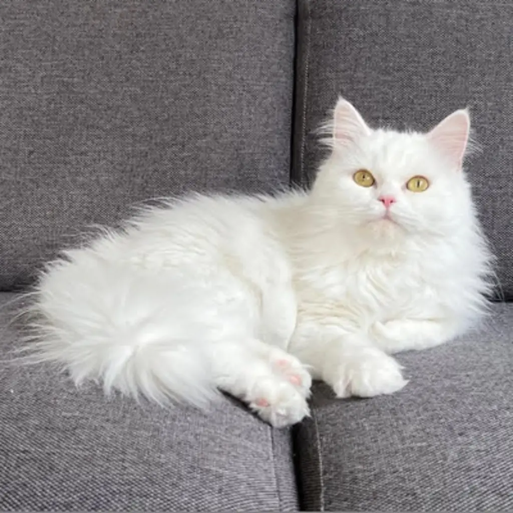 Angora Turco foto 6