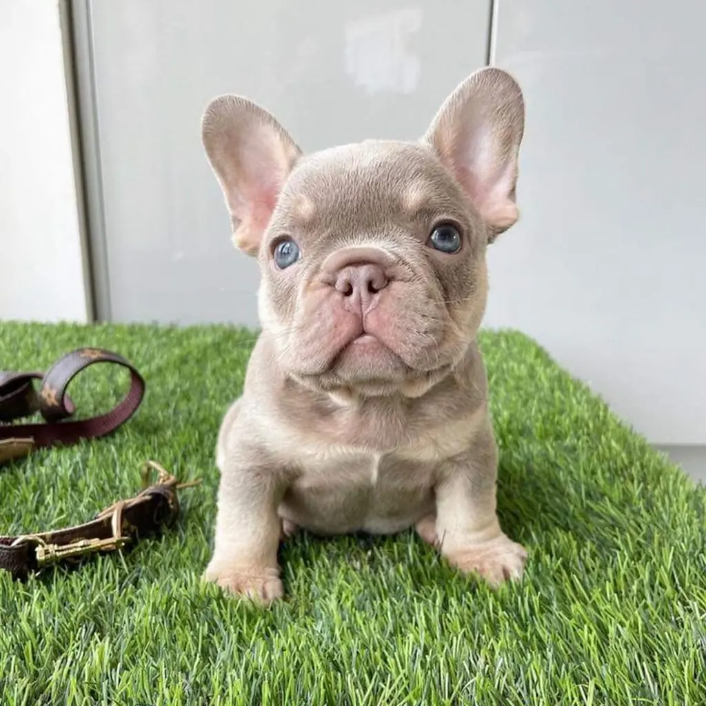 Bulldog Francés foto 3