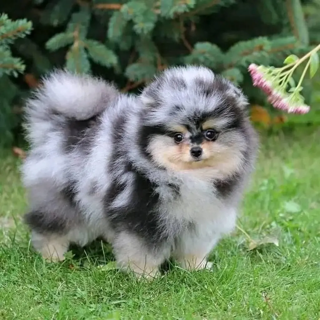 Pomerania Cara de Oso foto 6
