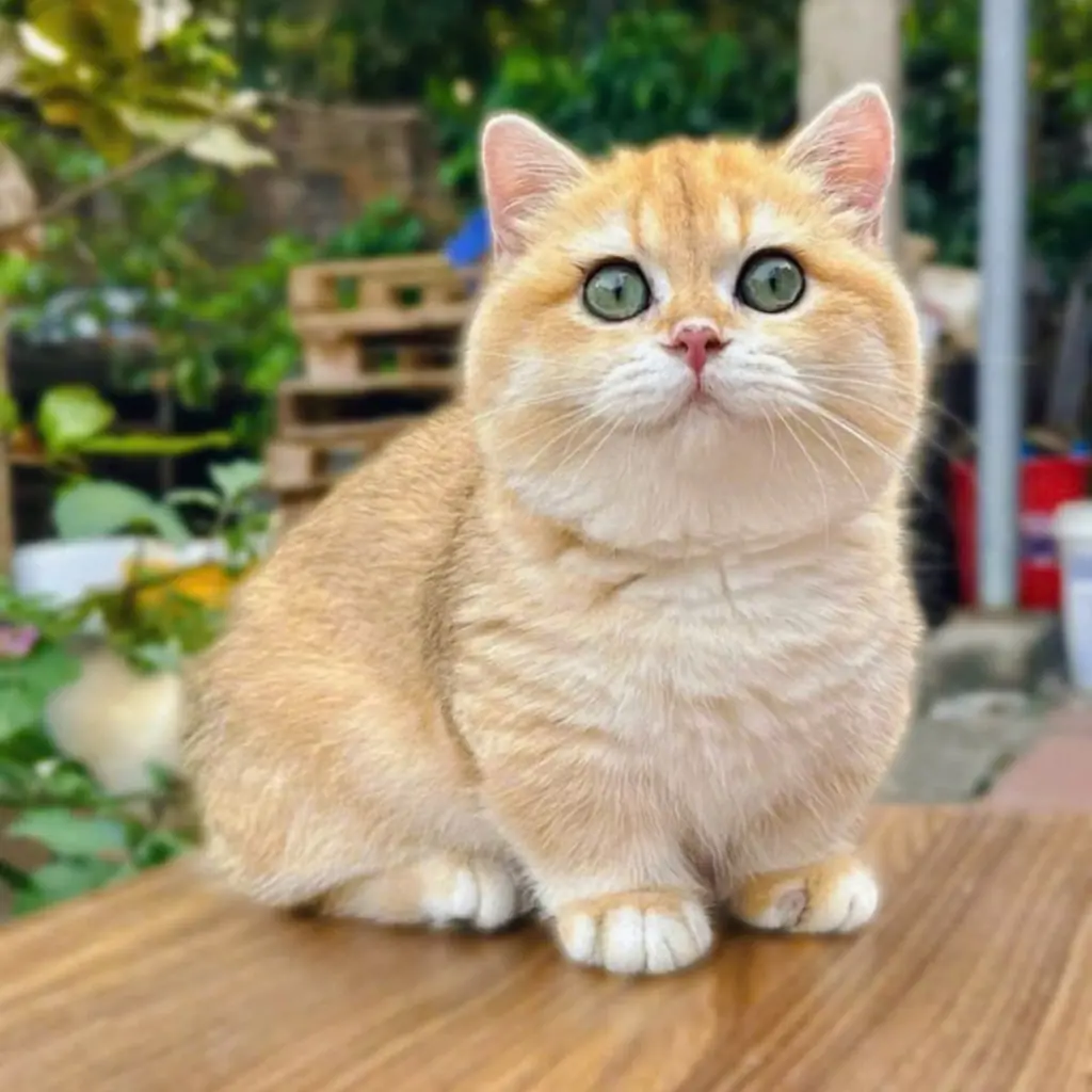 Gato de raza Munchkin
