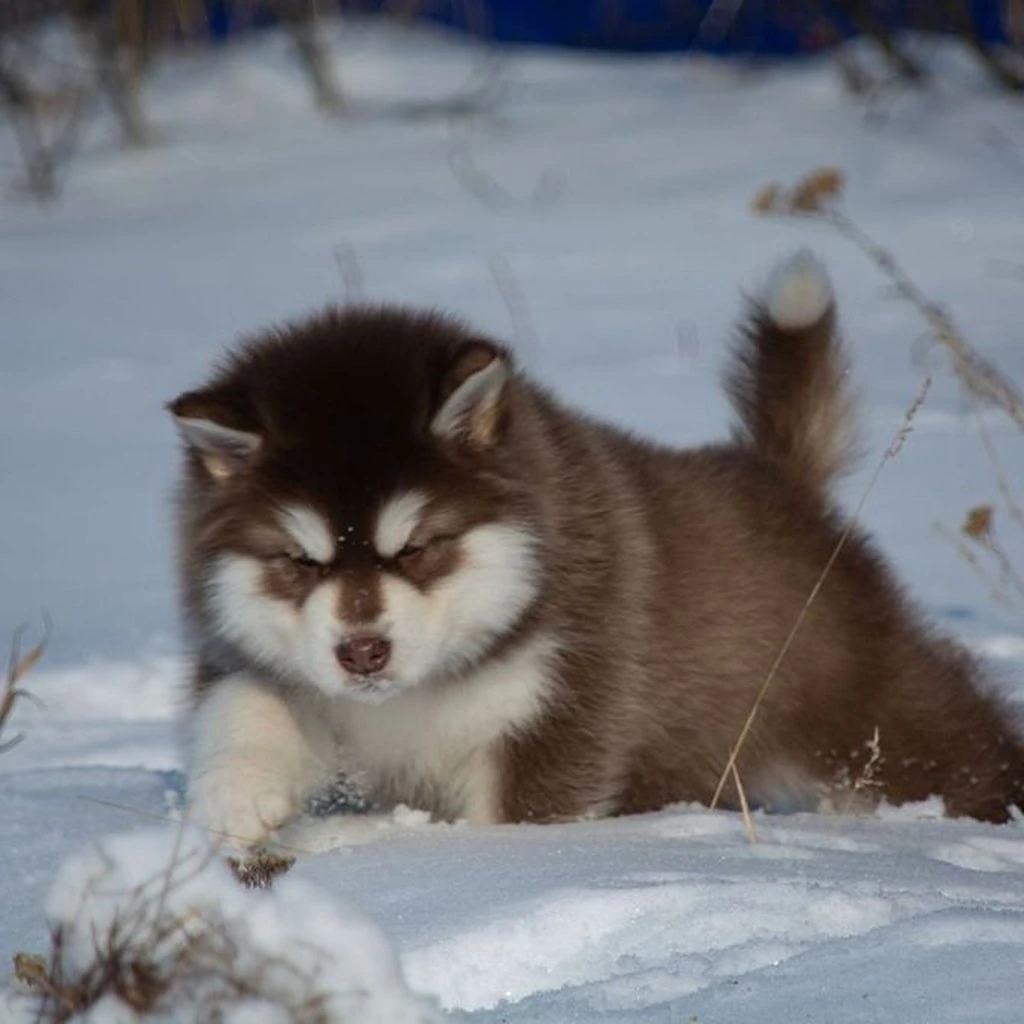 Alaskan Malamute foto 3