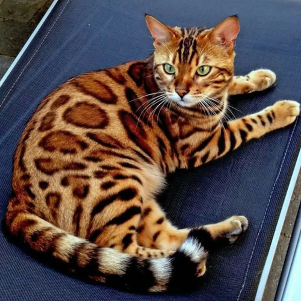 Bengalí foto 2