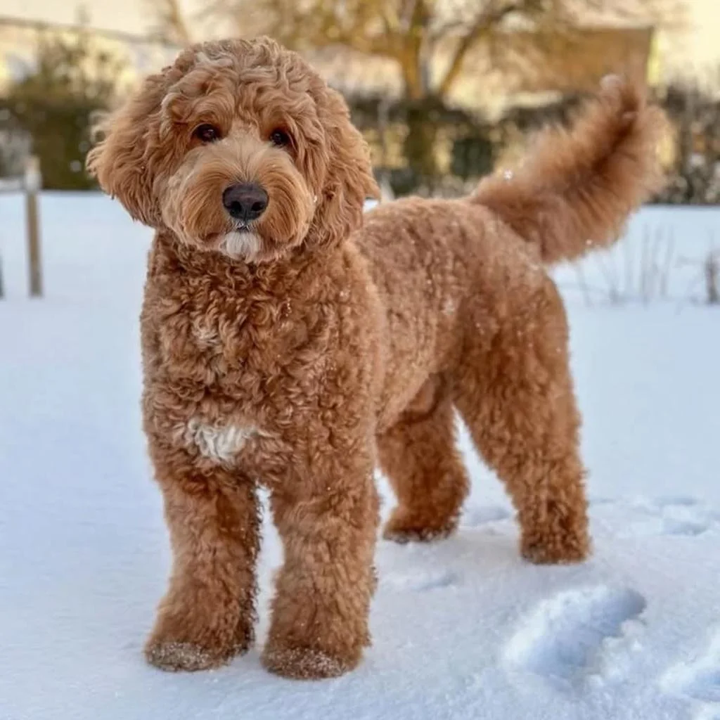 Cachorro de Golden Doodle