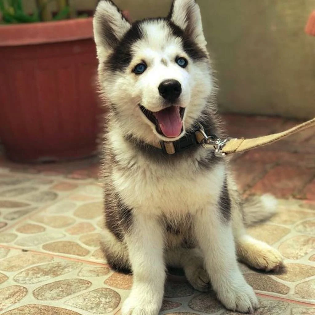 Husky Siberiano foto 3