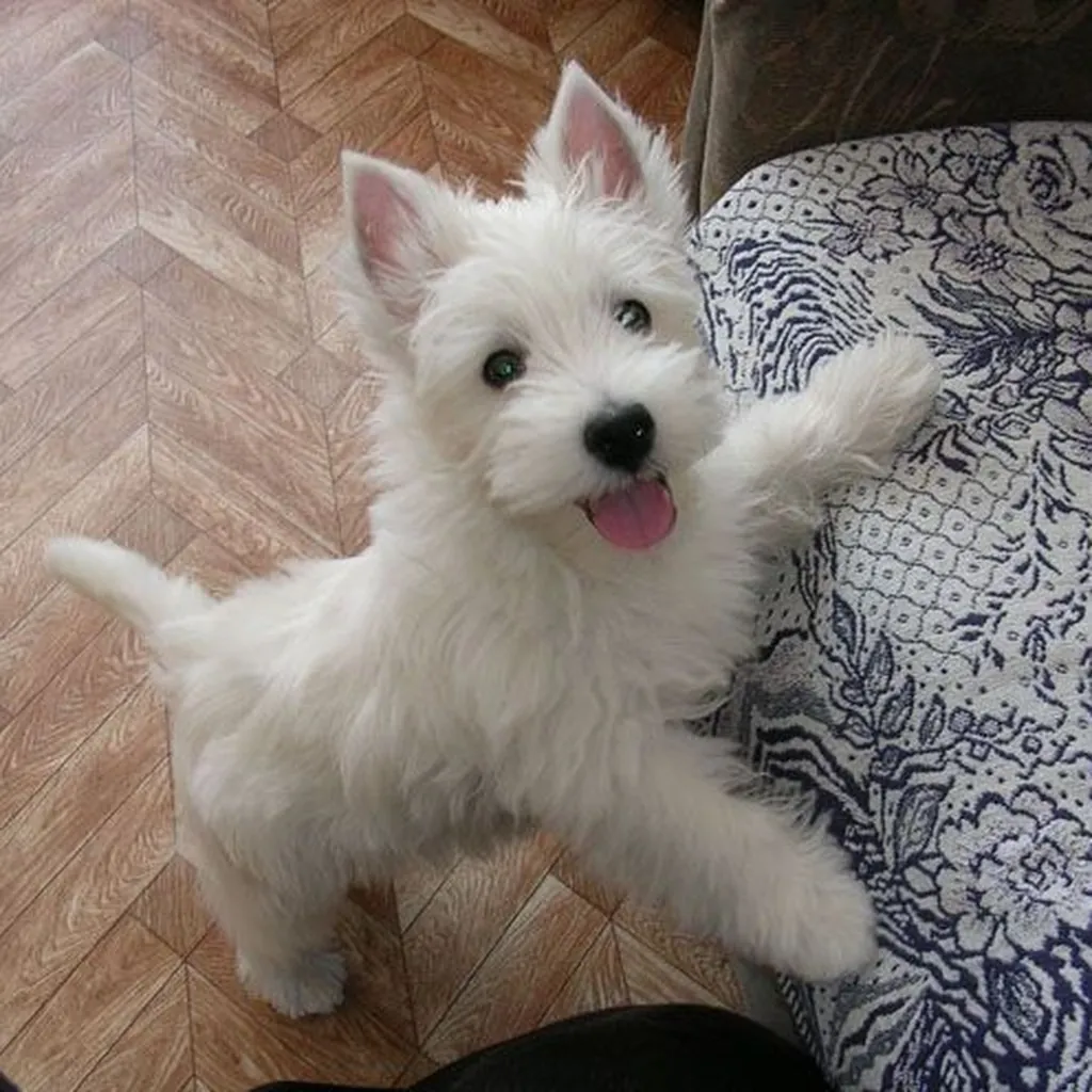 West Highland White (Westy) foto 6