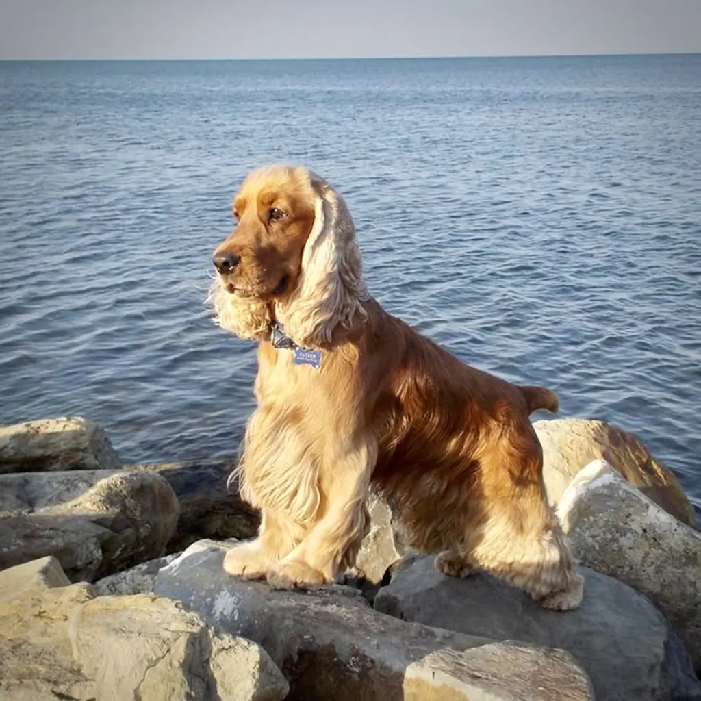 Cocker Spaniel foto 5