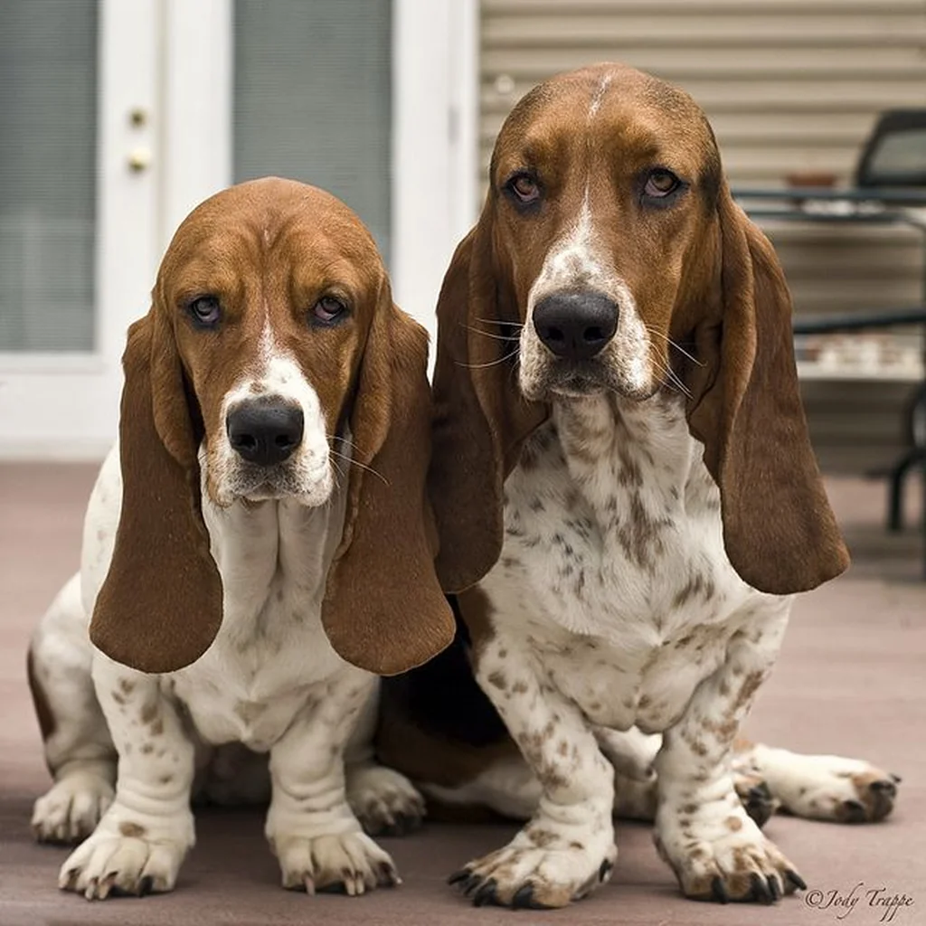 Basset Hound foto 4