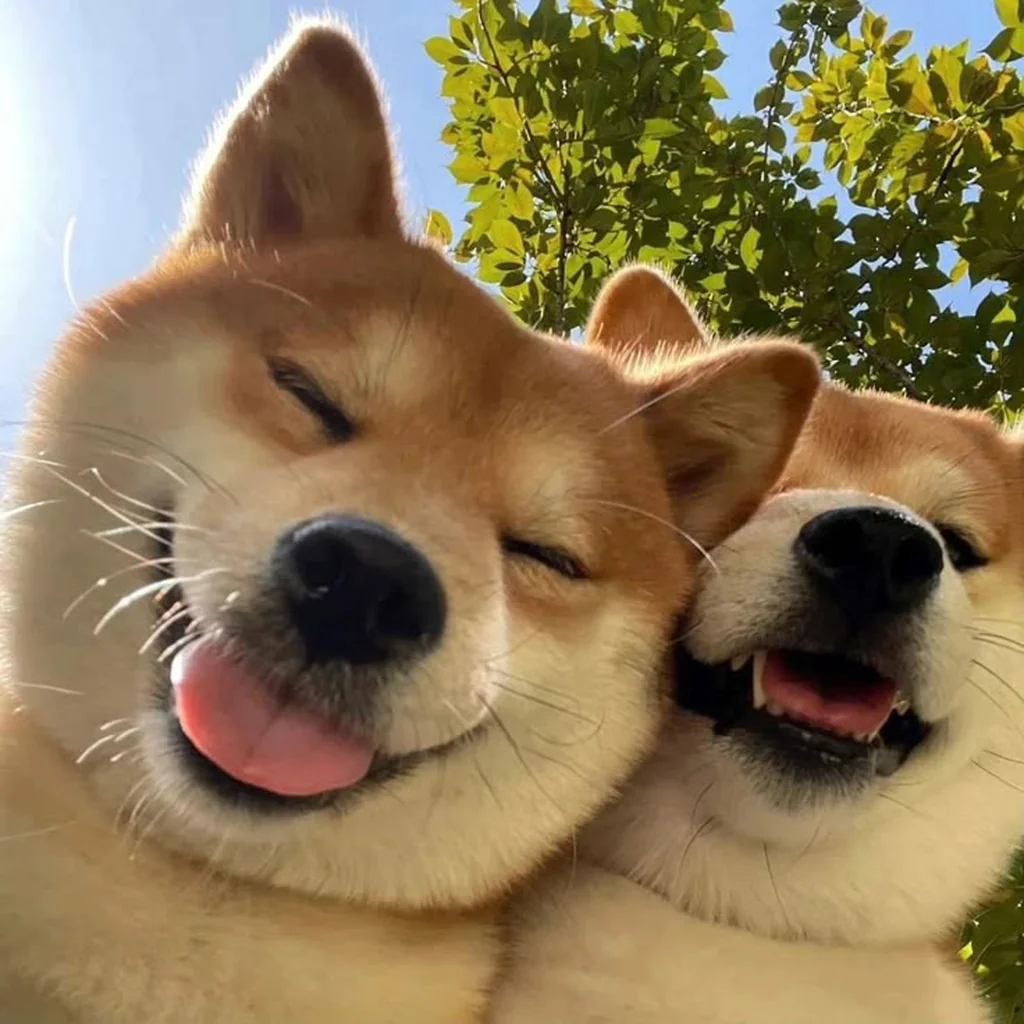 Shiba Inu foto 6