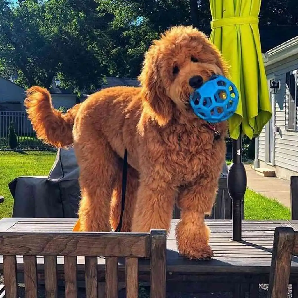 Golden Doodle foto 3