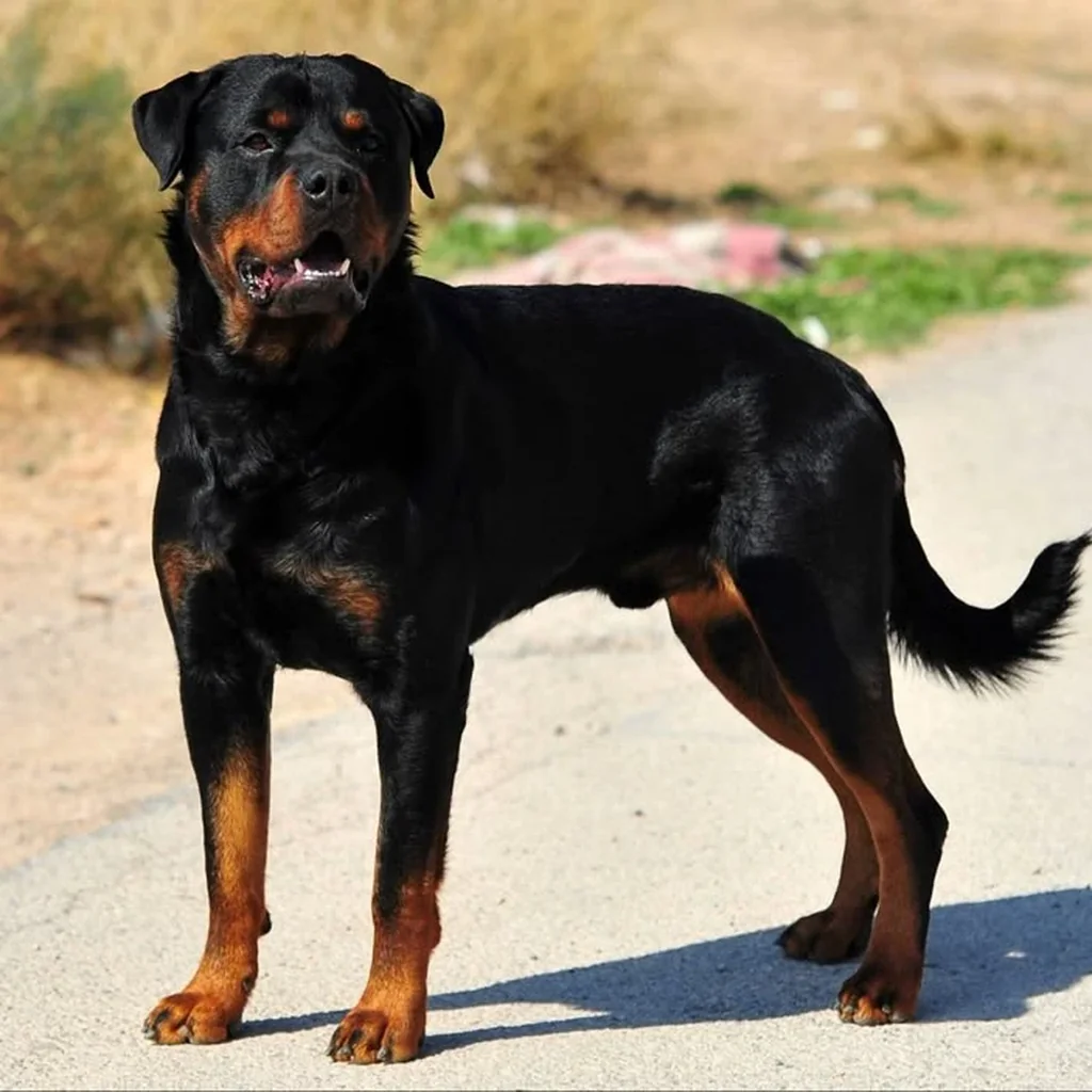 Rottweiler foto 4