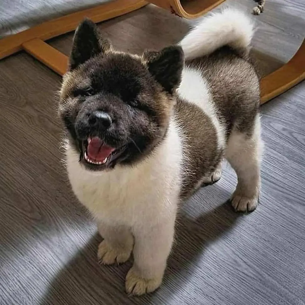 Akita Americano foto 3