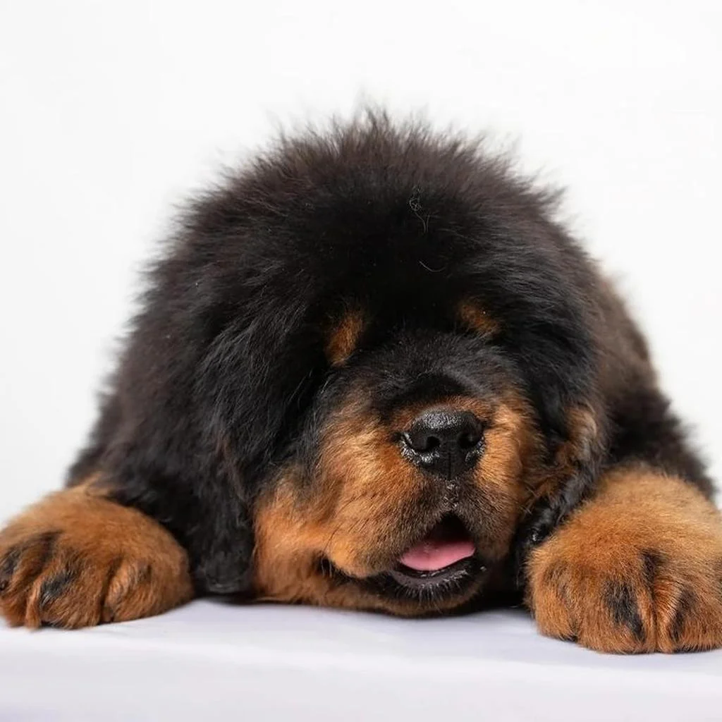 Mastín Tibetano foto 4