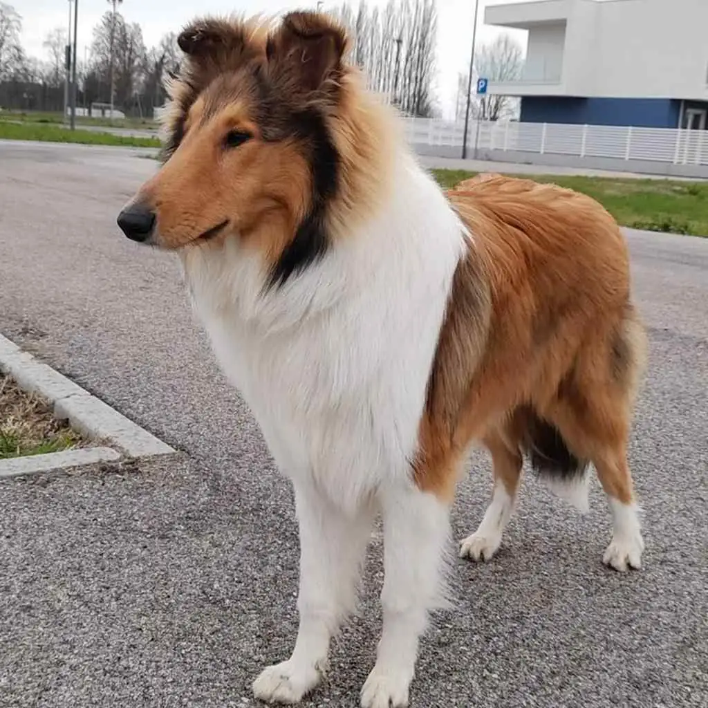 Pastor Collie foto 2