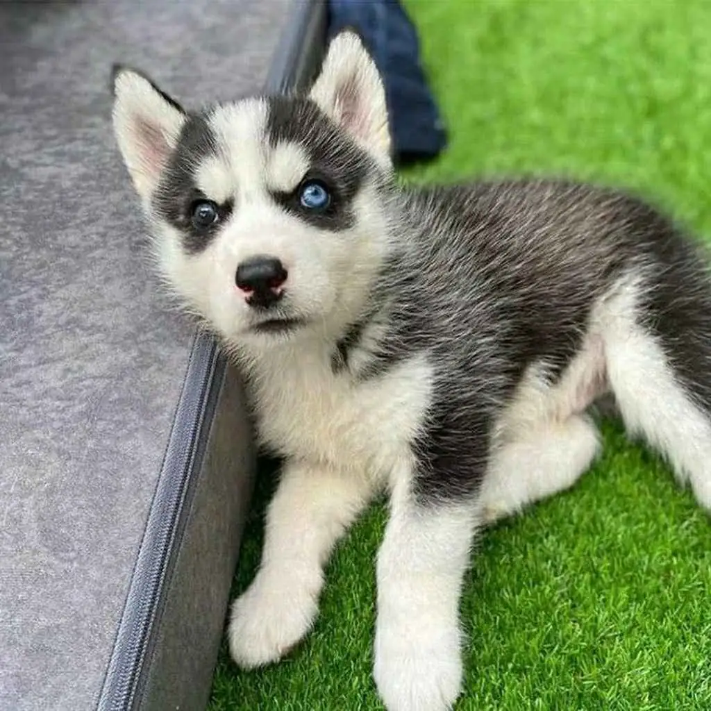 Husky Siberiano foto 2
