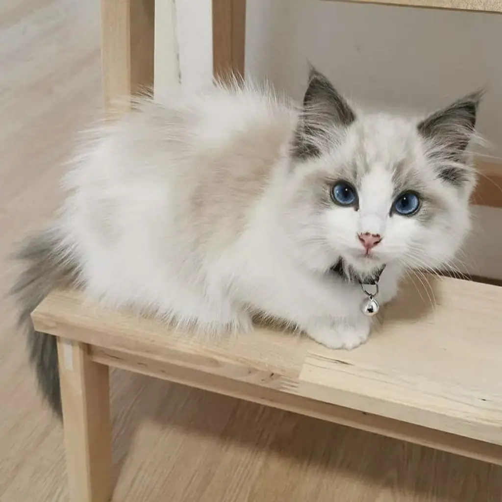 Ragdoll foto 4