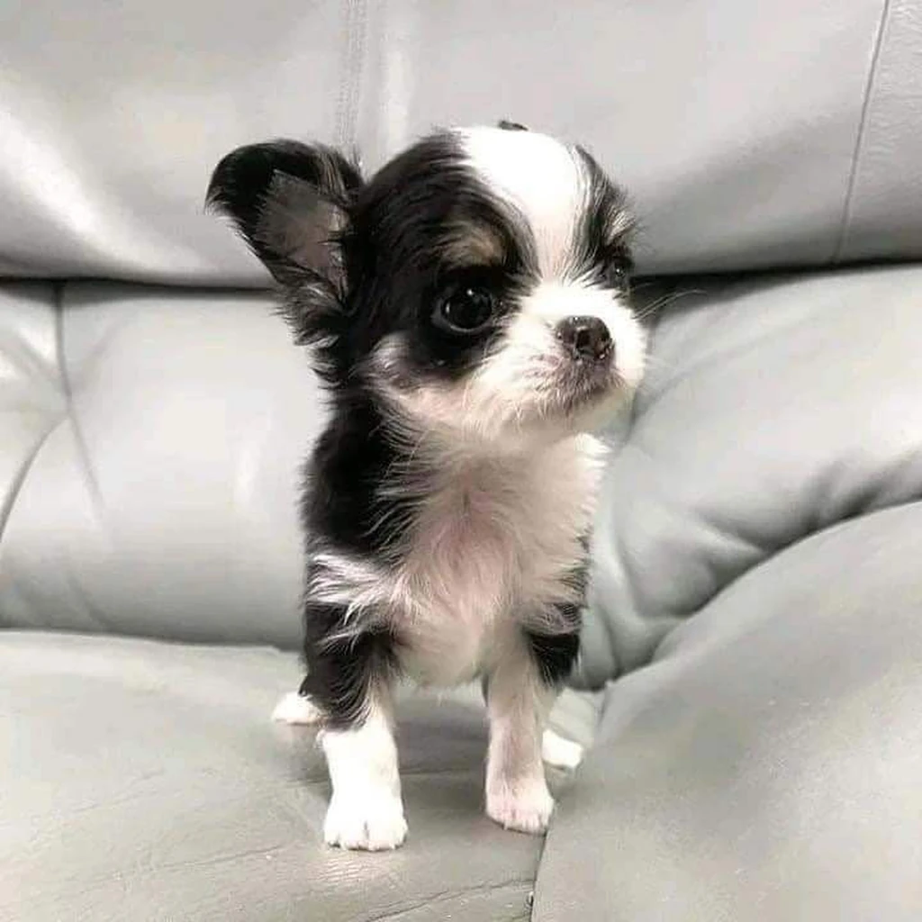 Chihuahua foto 4
