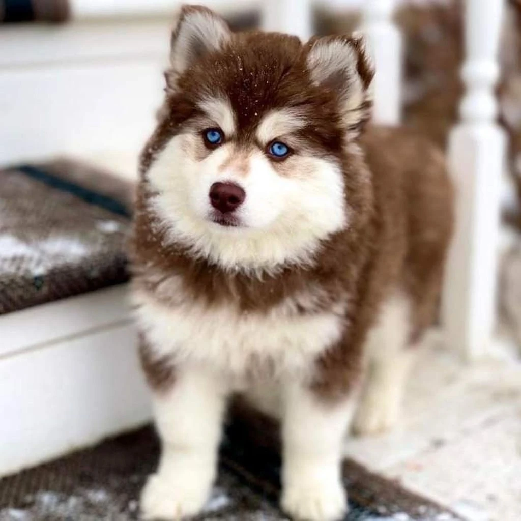 Husky Siberiano foto 5