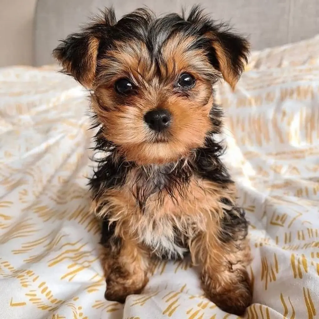 Yorkshire Terrier foto 5