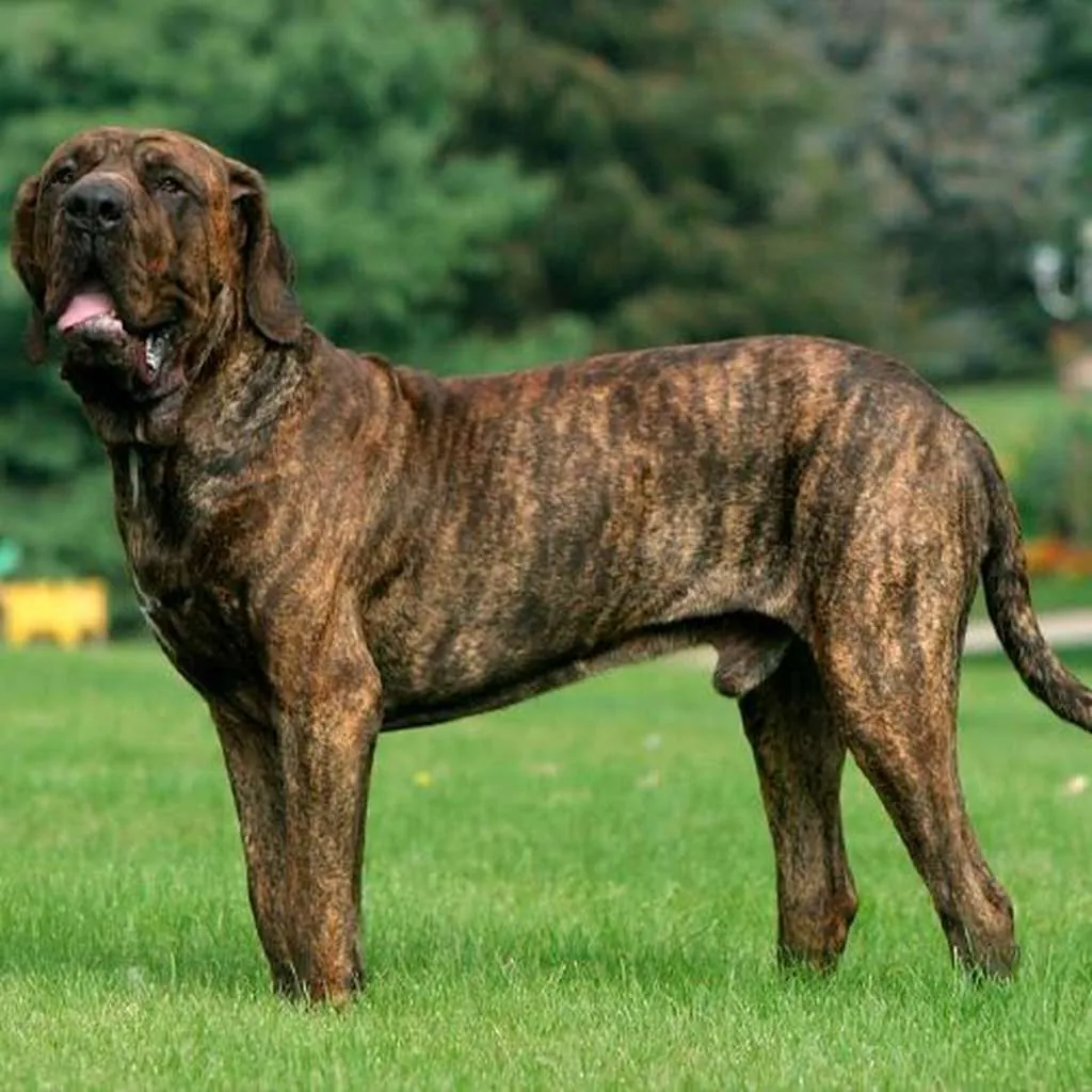 Cachorro de Fila Brasilero