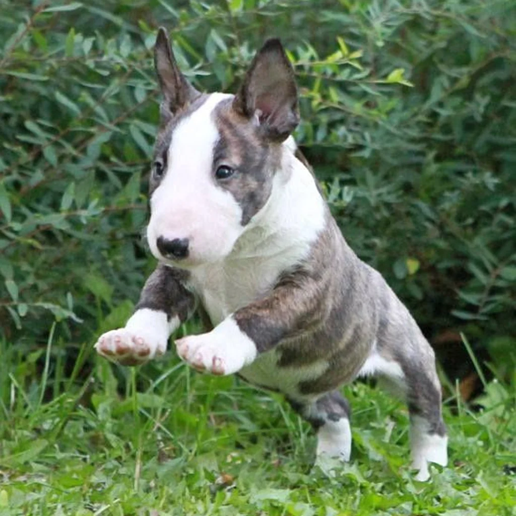 Bull Terrier foto 4