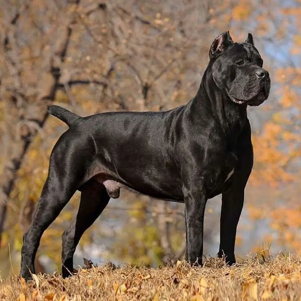 Cane Corso foto 6