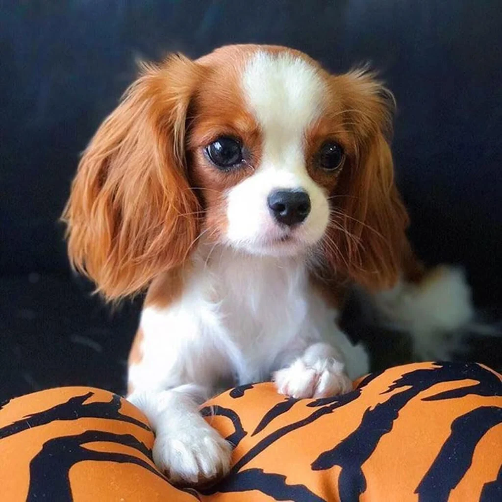 Cavalier King Charles foto 3