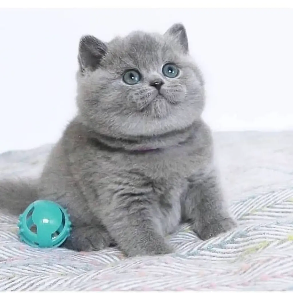 British Shorthair foto 2