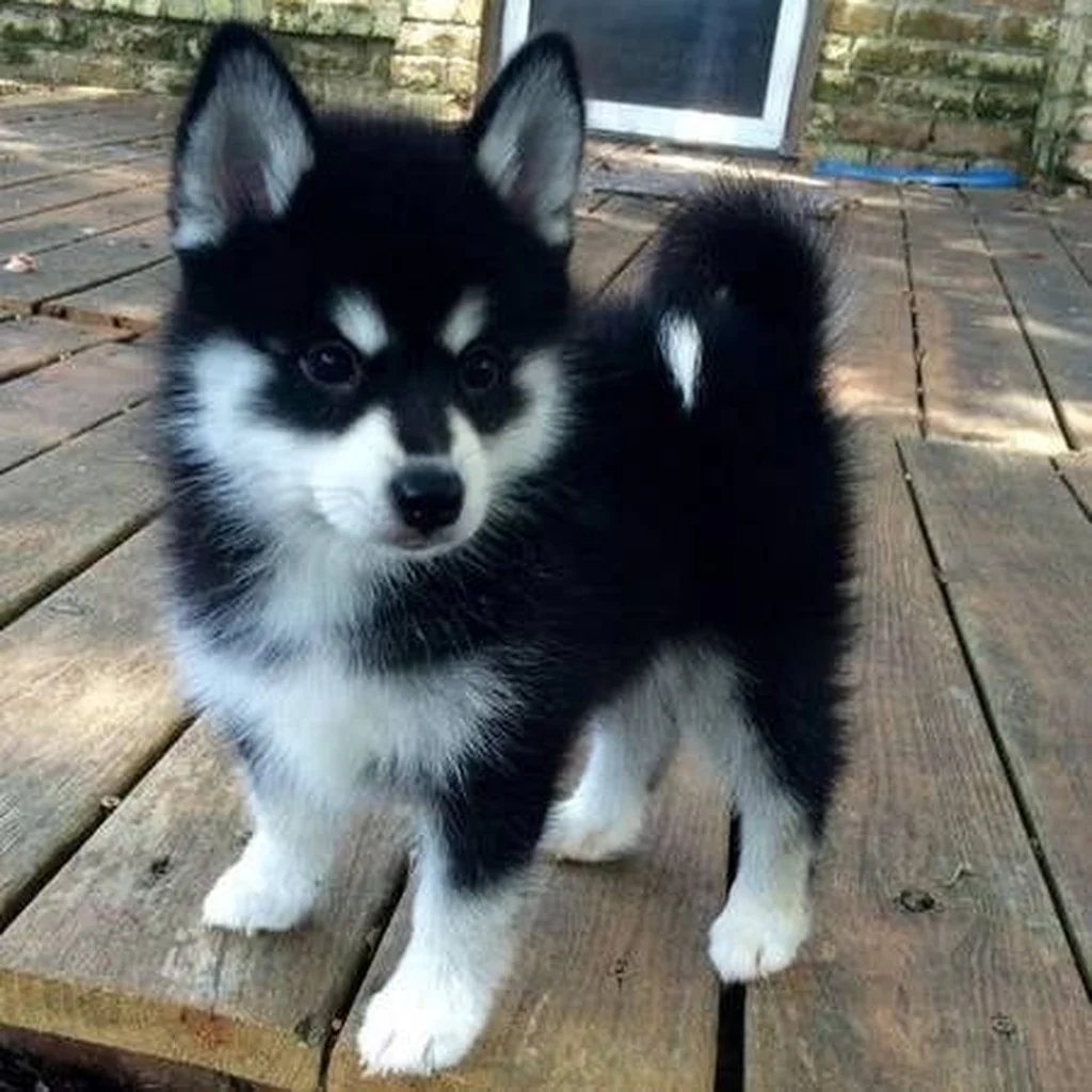 Pomsky foto 3