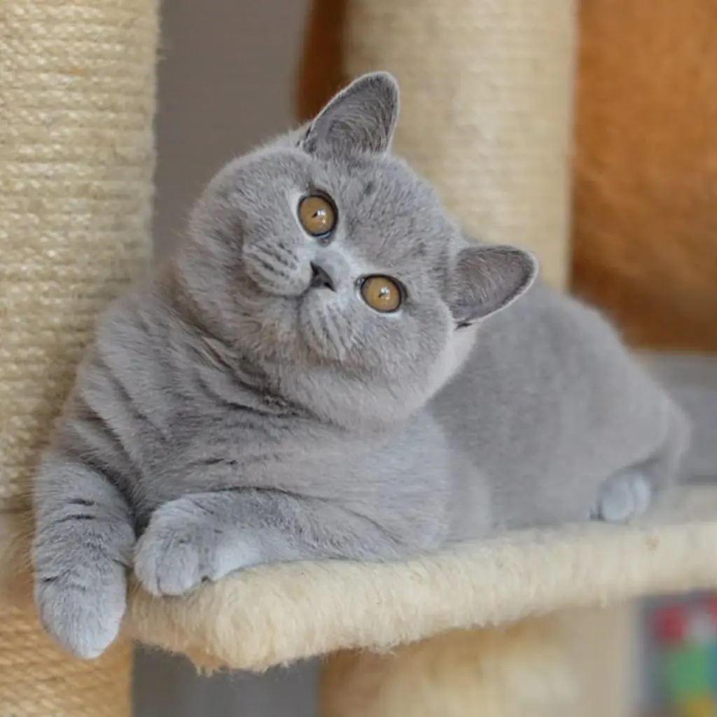 British Shorthair foto 6