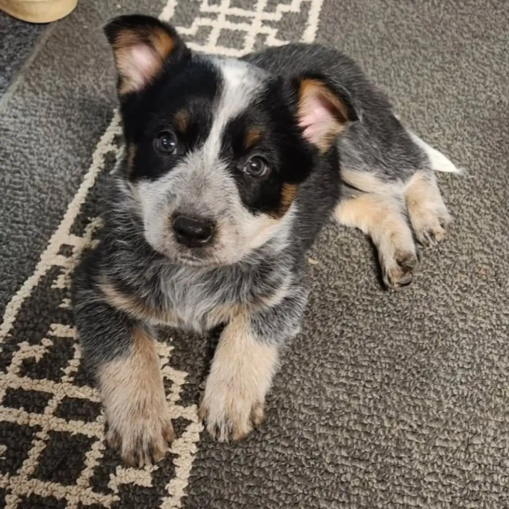 Cachorro de Pastor Ganadero Australiano