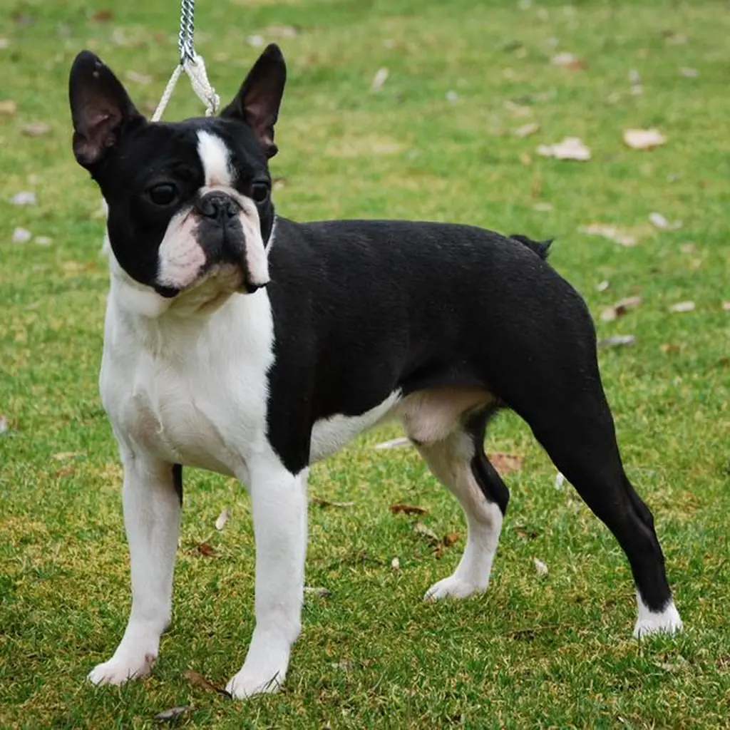 Boston Terrier foto 4