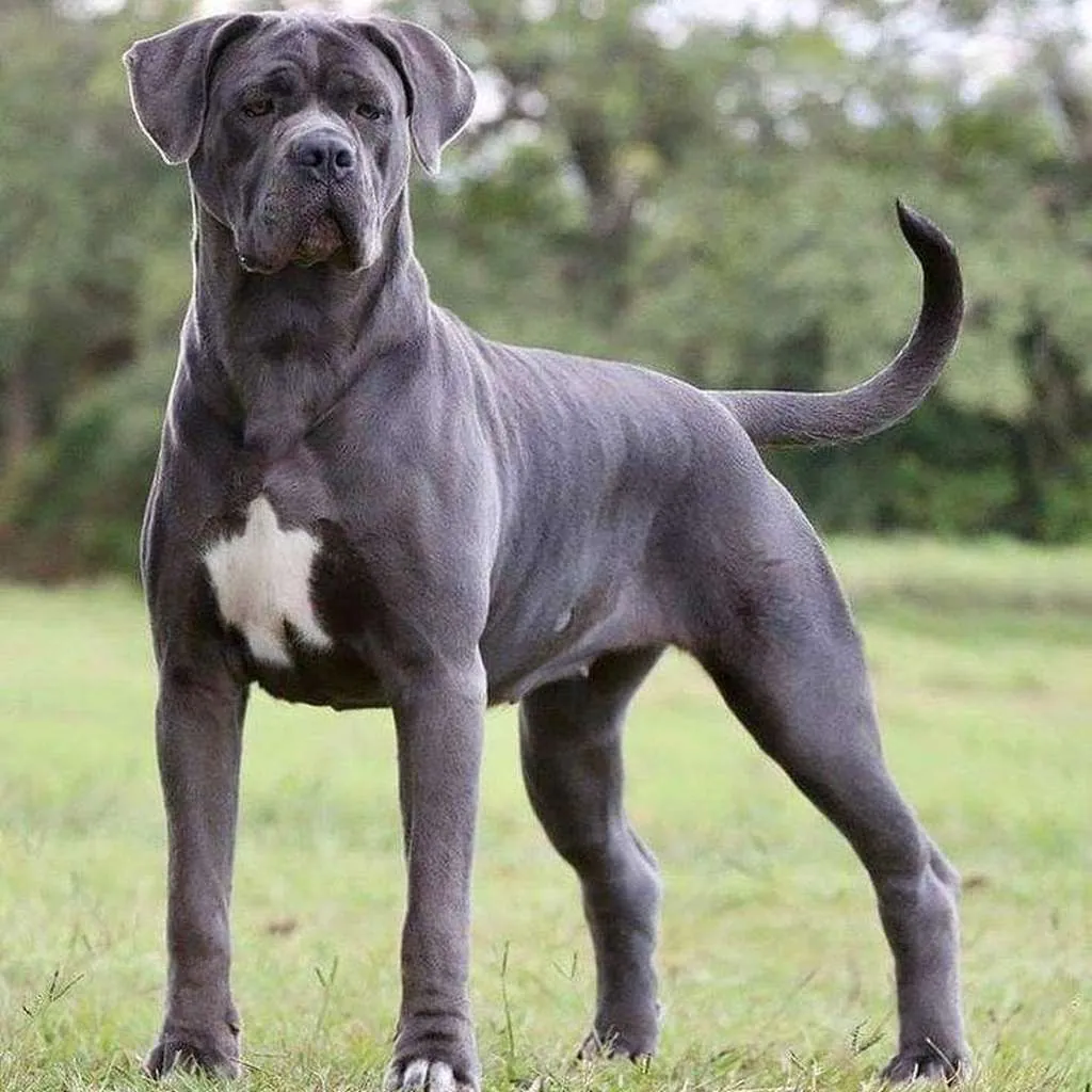 Cane Corso foto 3