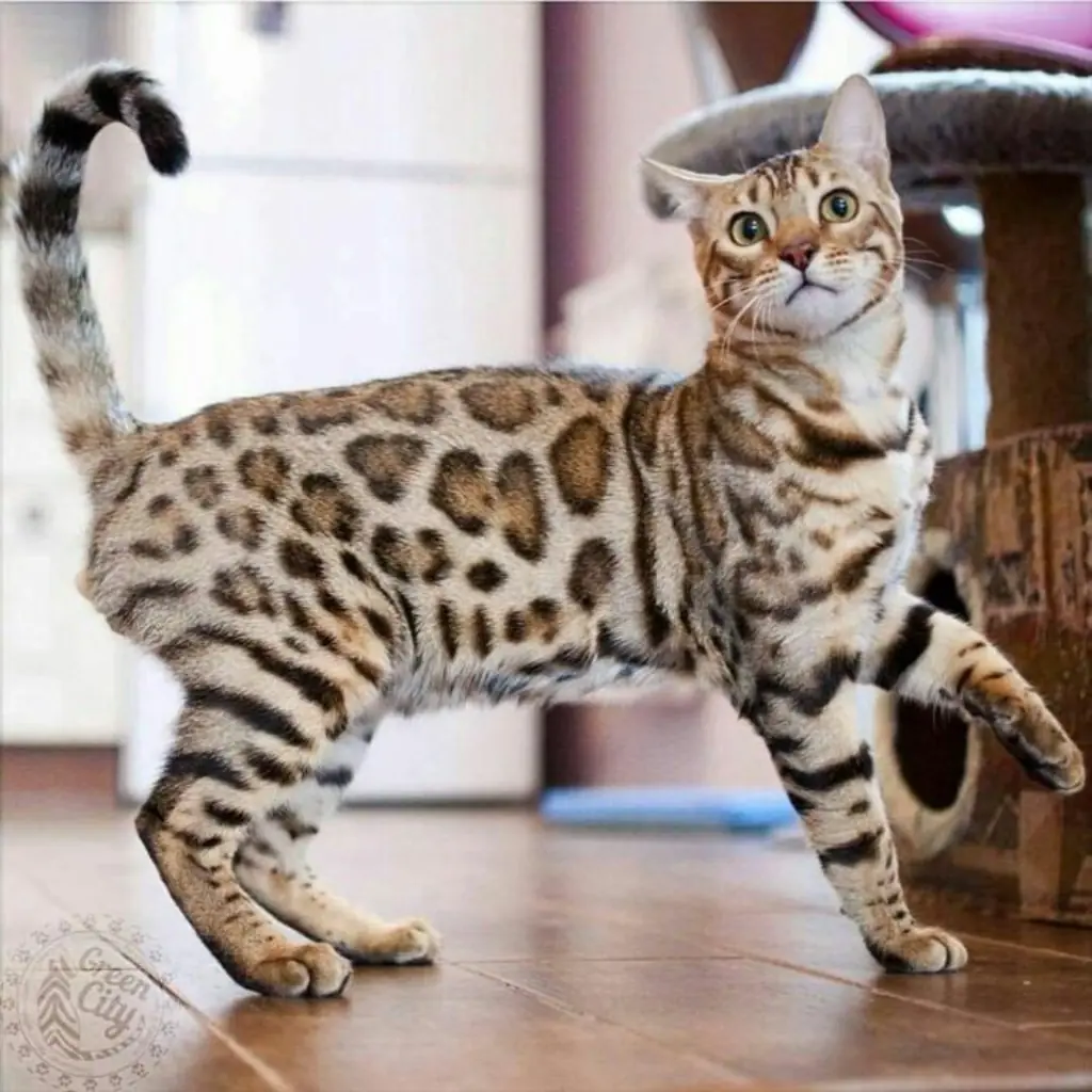Bengalí foto 3