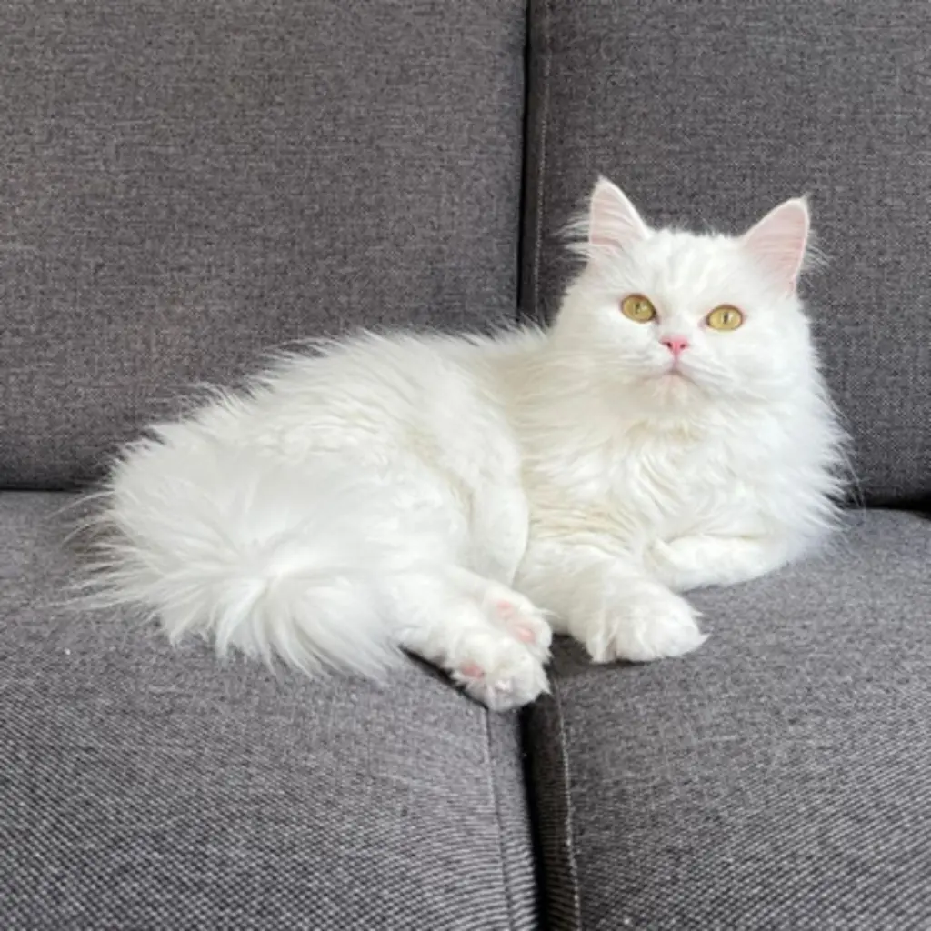 Angora Turco foto 5