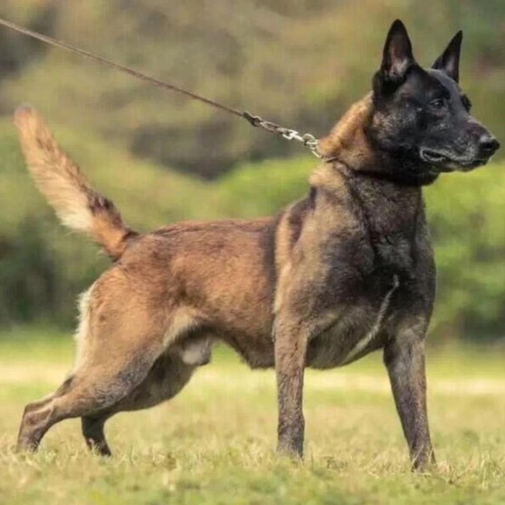 Cachorro de Pastor Belga