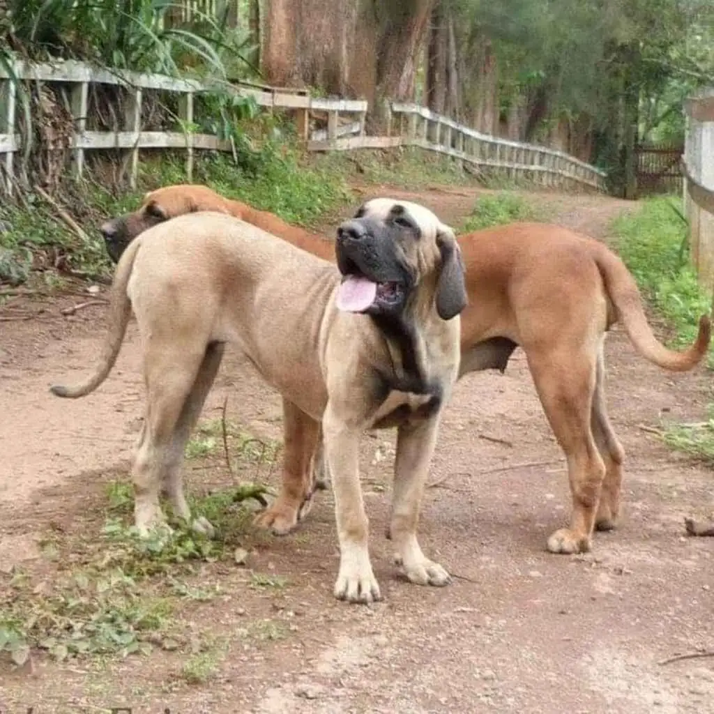 Fila Brasilero foto 5