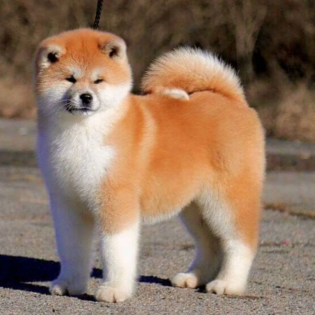Akita Inu foto 3