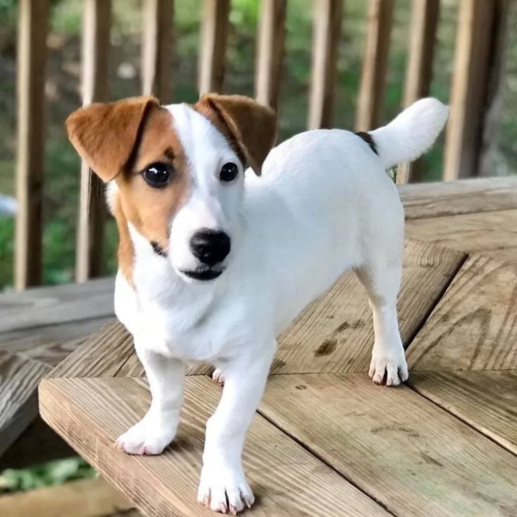 Jack Russell Terrier foto 2