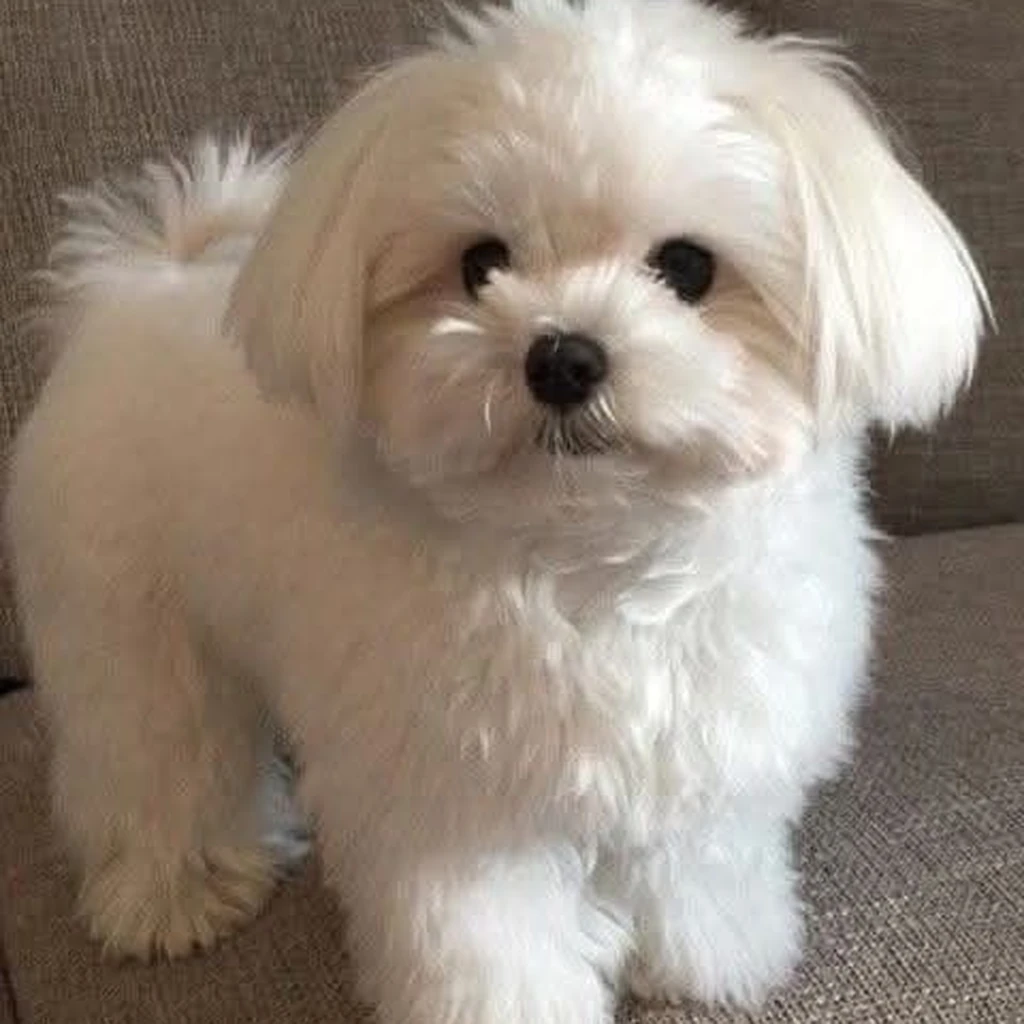 Bichón Maltés foto 5