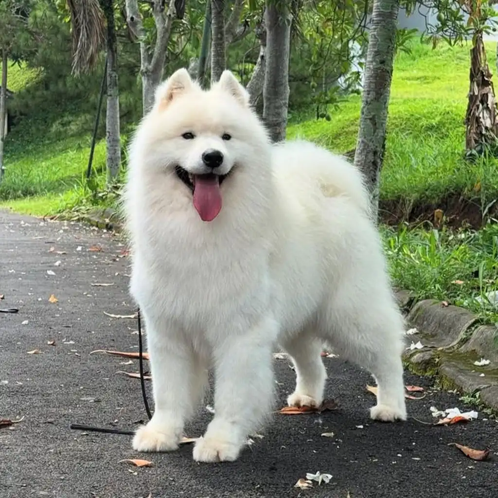 Samoyedo foto 6